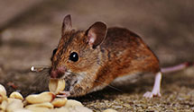 24 Hour & Emergency Exterminators in Plant, AR